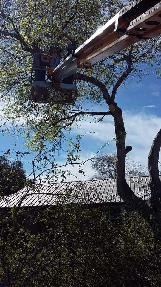 Custom yard maintenance experts serving Alice, TX - Hernandez Landscaping