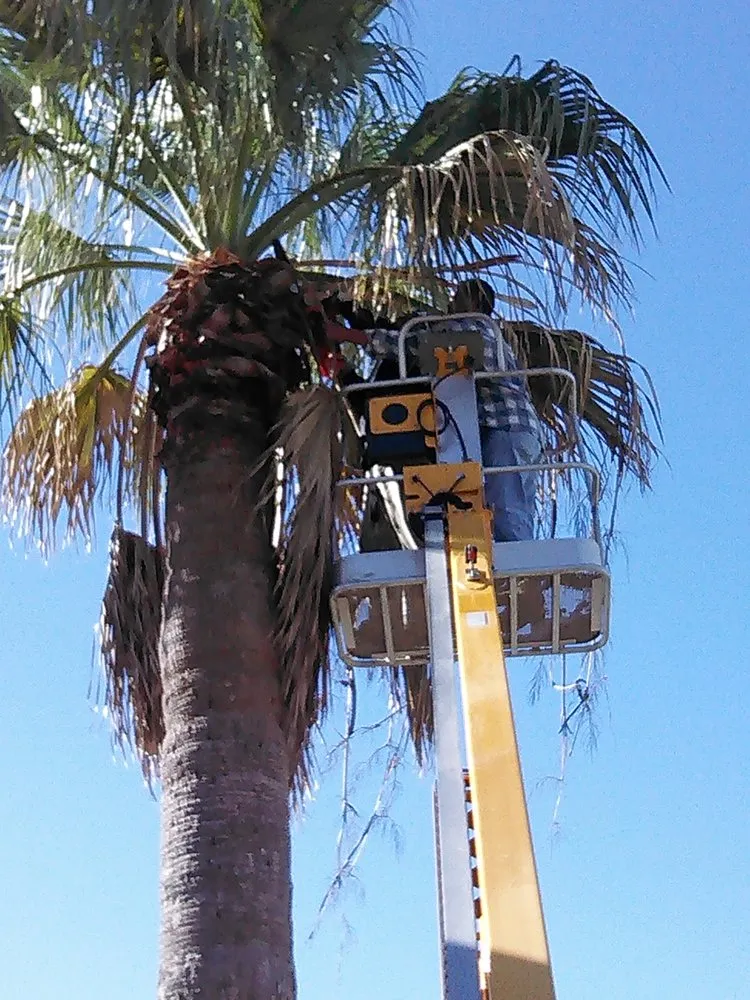 Affordable yard cleanup service in Alice, TX by Hernandez Landscaping