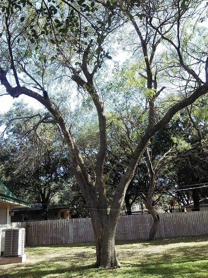 Local lawn care service for outdoor upgrades across Alice, TX - Hernandez Landscaping