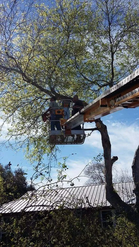 Top-rated yard maintenance for year-round maintenance across Alice, TX - Hernandez Landscaping