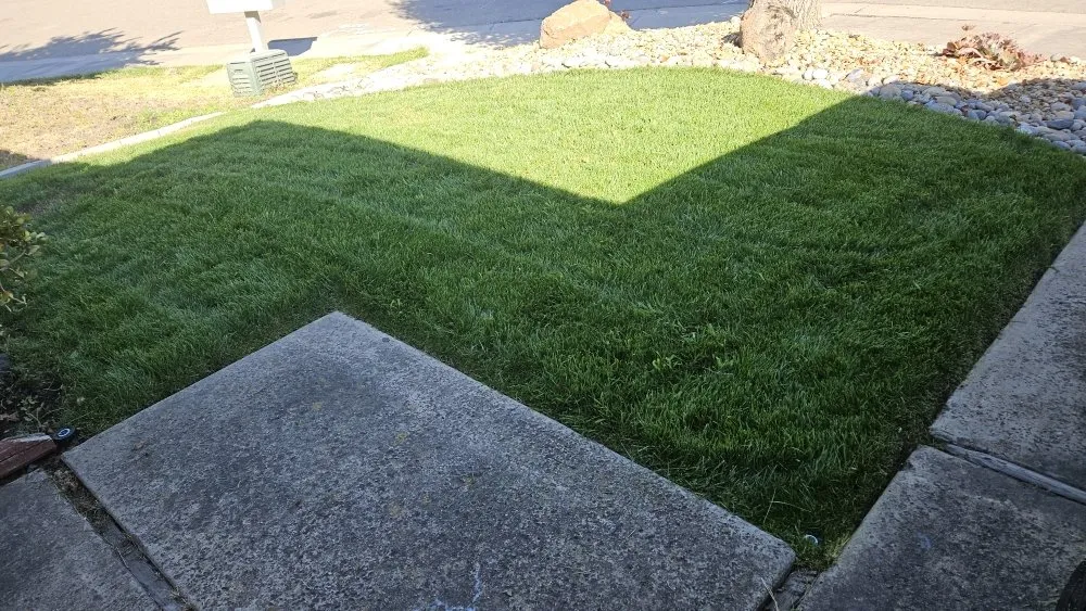 Local yard cleanup service in French Camp, CA by Hernandez Landscaping