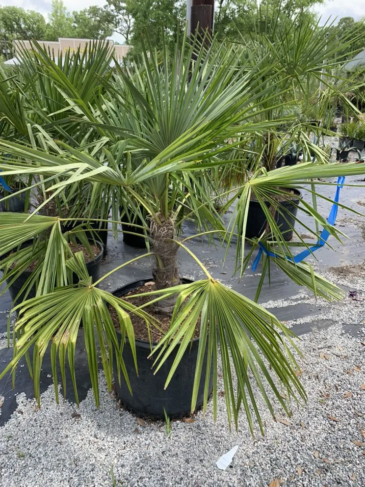 Trusted lawn mowing service for residential properties across Hardeeville, SC - Hernandez Landscaping