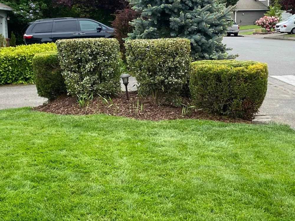 Professional yard maintenance in Kent, WA by Hernandez Landscaping