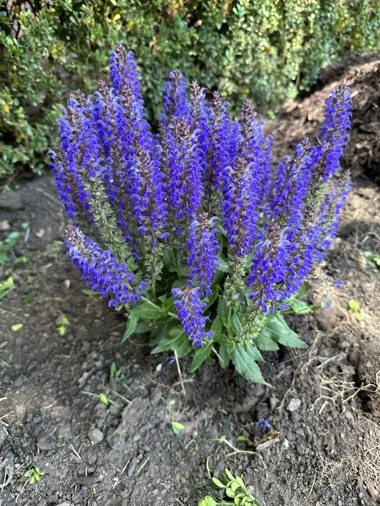 Affordable lawn care service experts serving Milwaukee, WI - Hernandez Landscaping