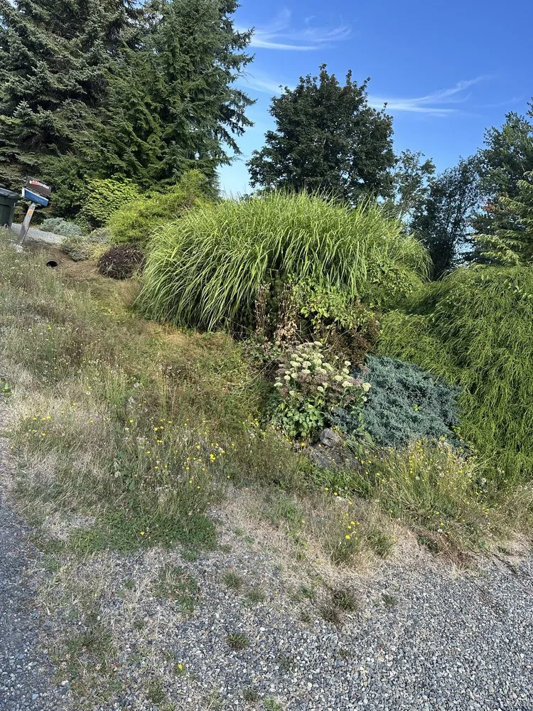 Expert yard cleanup service in Renton, WA - Hernandez Landscaping