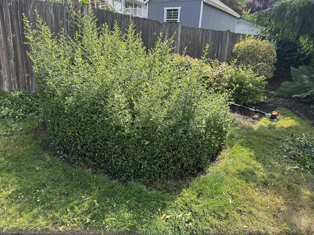 Professional garden landscaping for beautiful yards across Renton, WA - Hernandez Landscaping