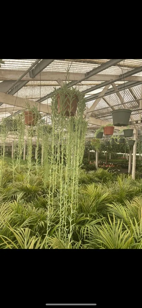 Expert residential landscaping for outdoor upgrades in San Fernando Valley, CA by Hernandez Landscaping