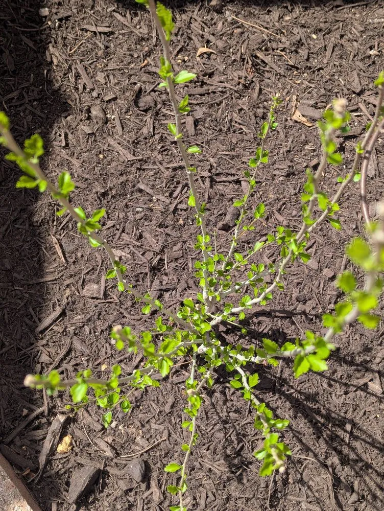 Top-rated garden landscaping in Little Elm, TX - Hernandez landscaping services