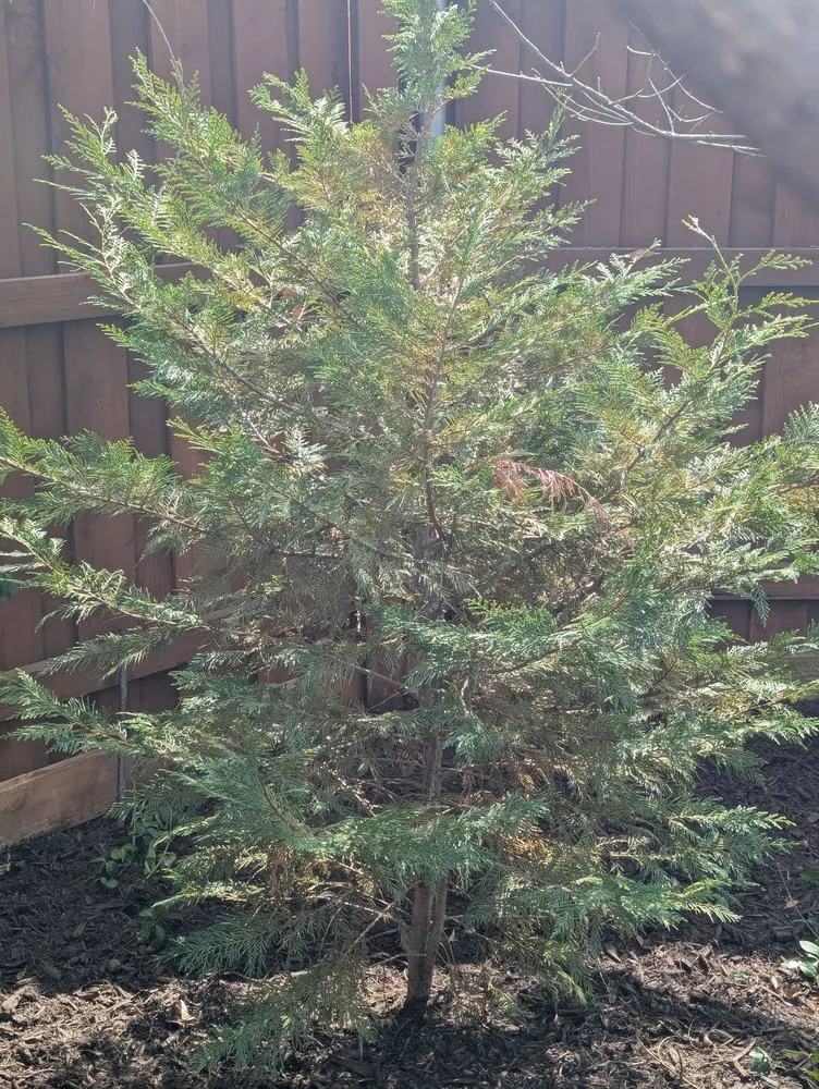 Custom landscape design experts serving Little Elm, TX - Hernandez landscaping services