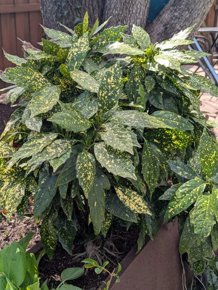 Trusted garden landscaping in Little Elm, TX by Hernandez landscaping services