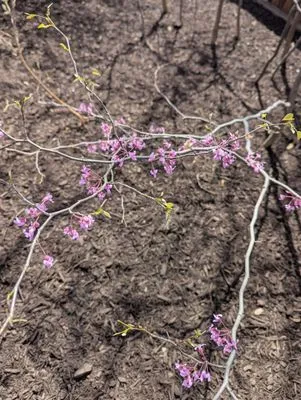 Hernandez landscaping services Logo