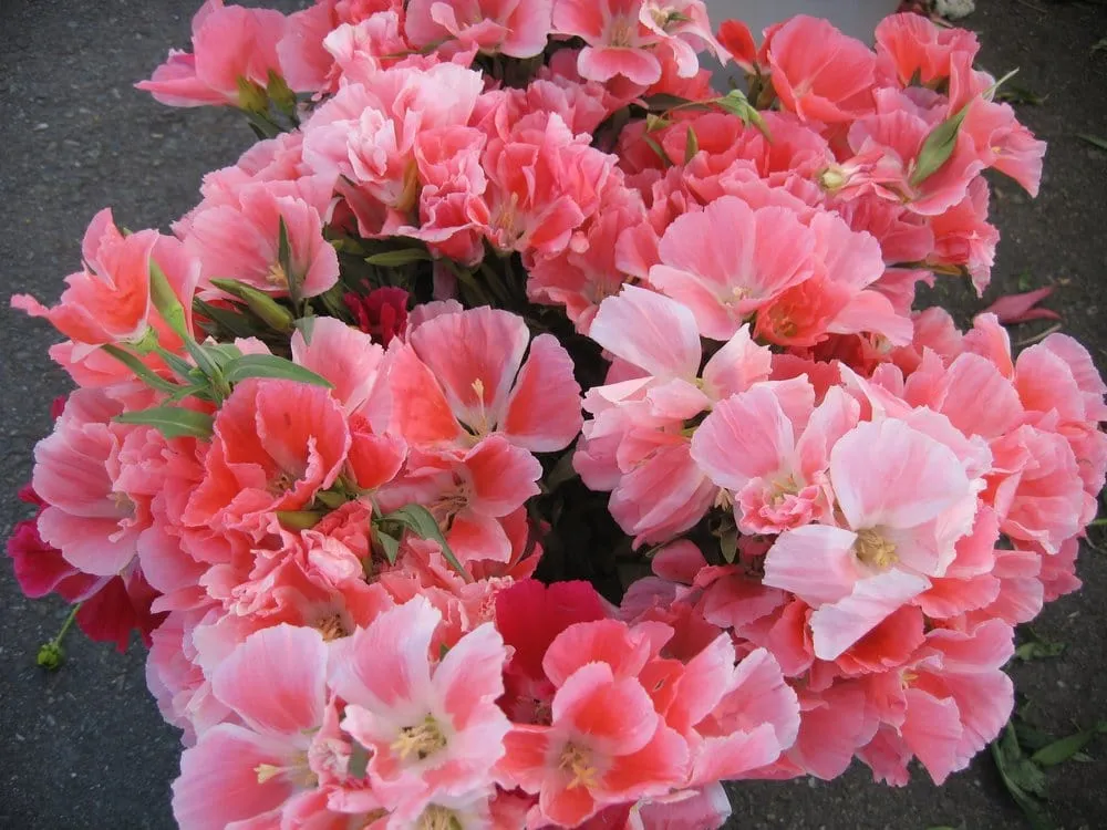 Affordable landscape installation in Stockton, CA - Hernandez Landscaping