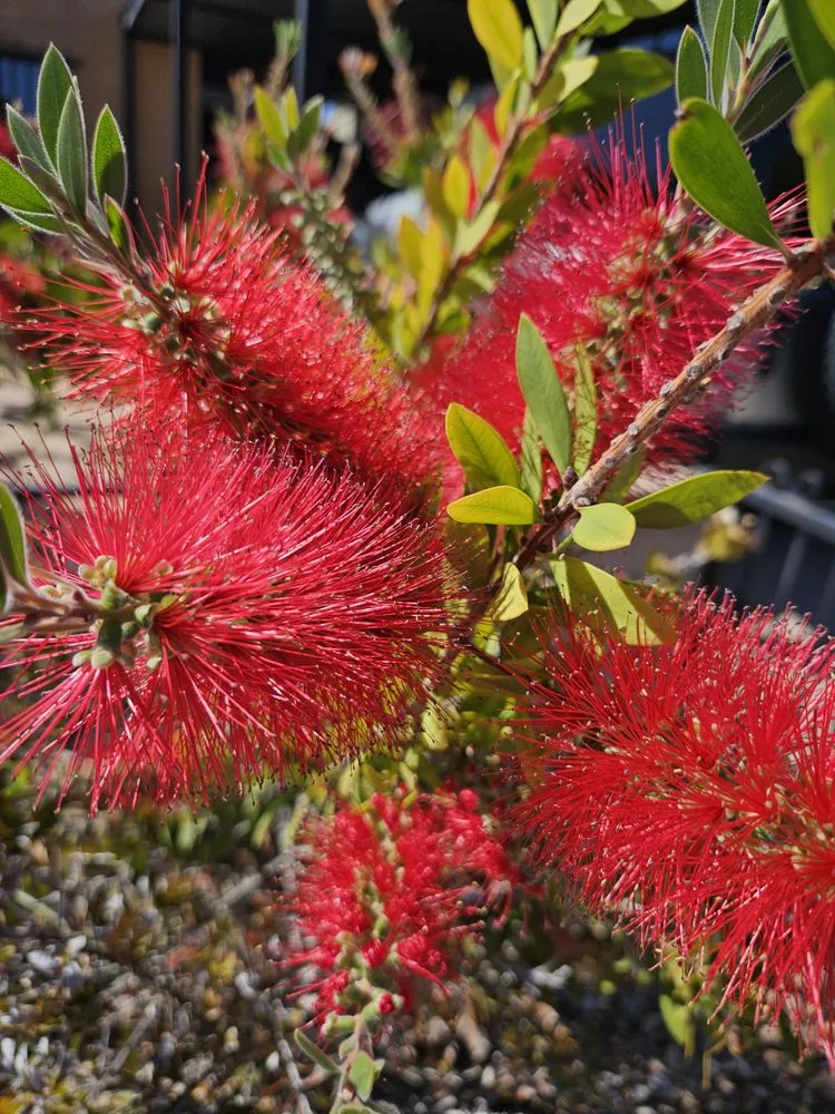 Trusted landscape design with custom design across Tucson, AZ - Hernandez Landscaping