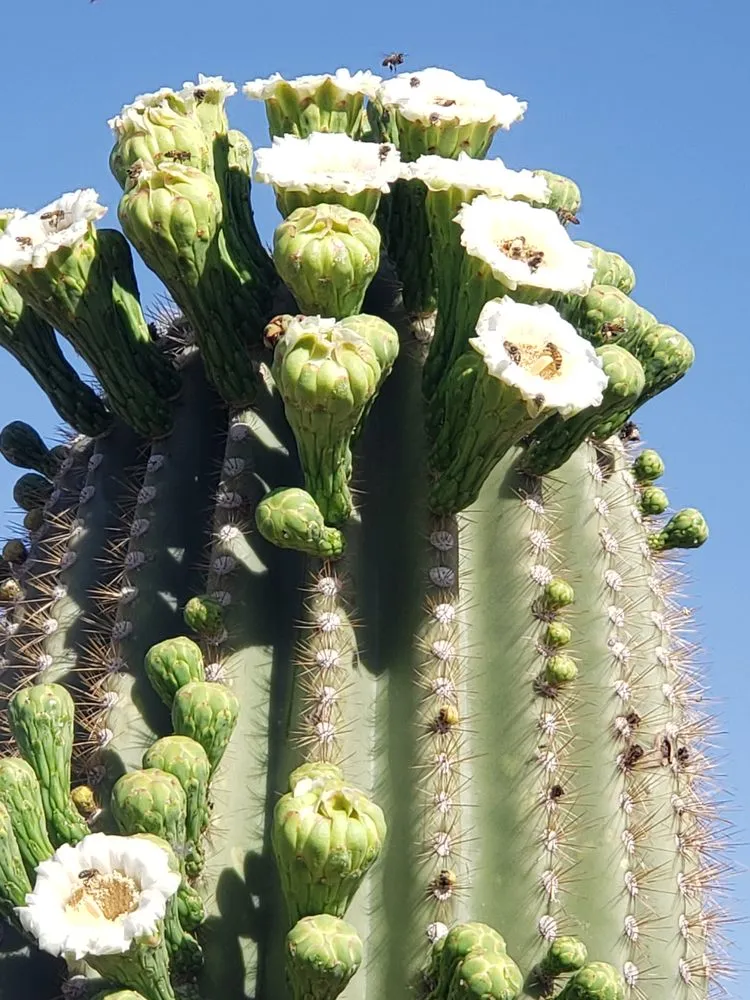 Local garden landscaping experts serving Tucson, AZ - Hernandez Landscaping