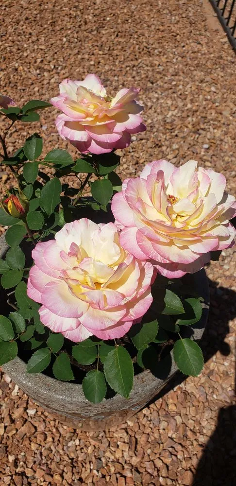 Trusted landscaping services for homes in Tucson, AZ by Hernandez Landscaping