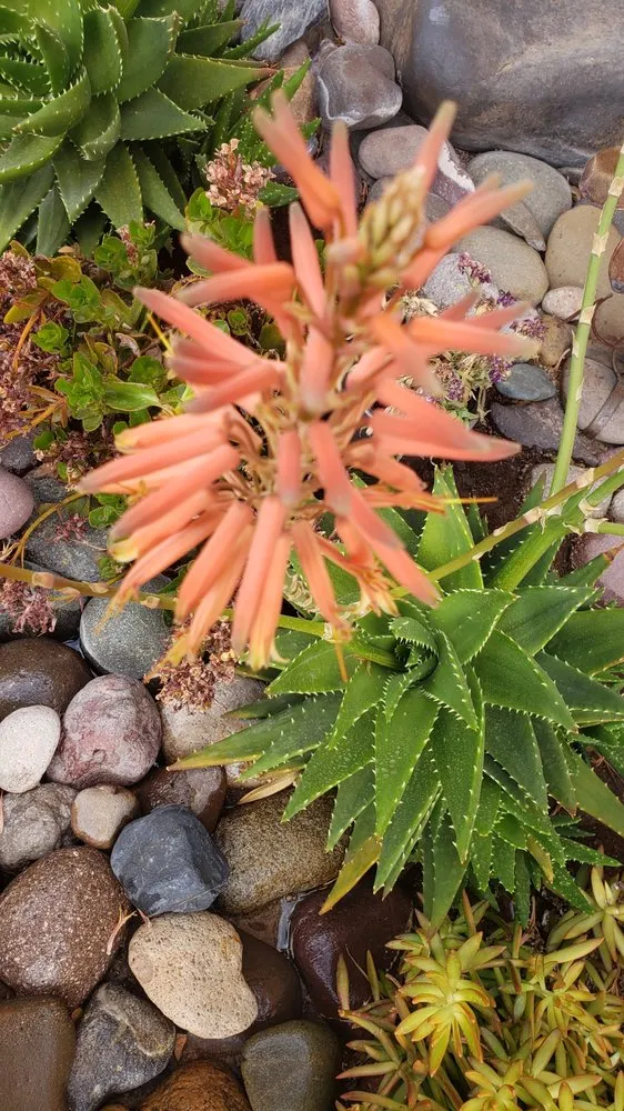 Expert landscape installation in Tucson, AZ - Hernandez Landscaping