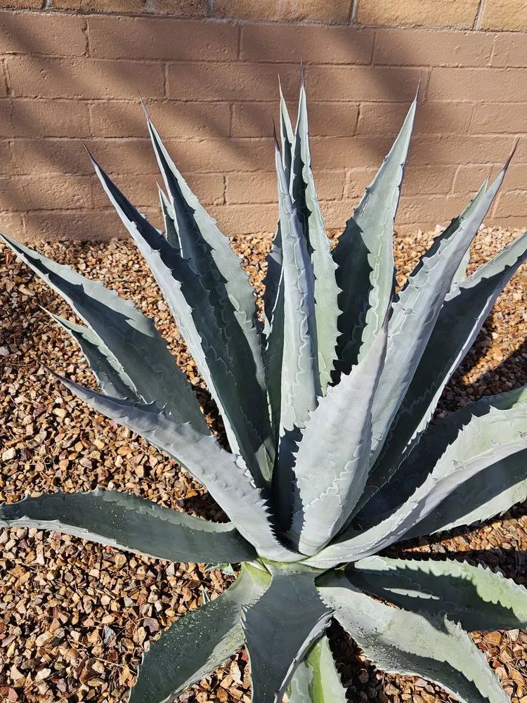 Professional landscaping services for residential properties in Tucson, AZ by Hernandez Landscaping