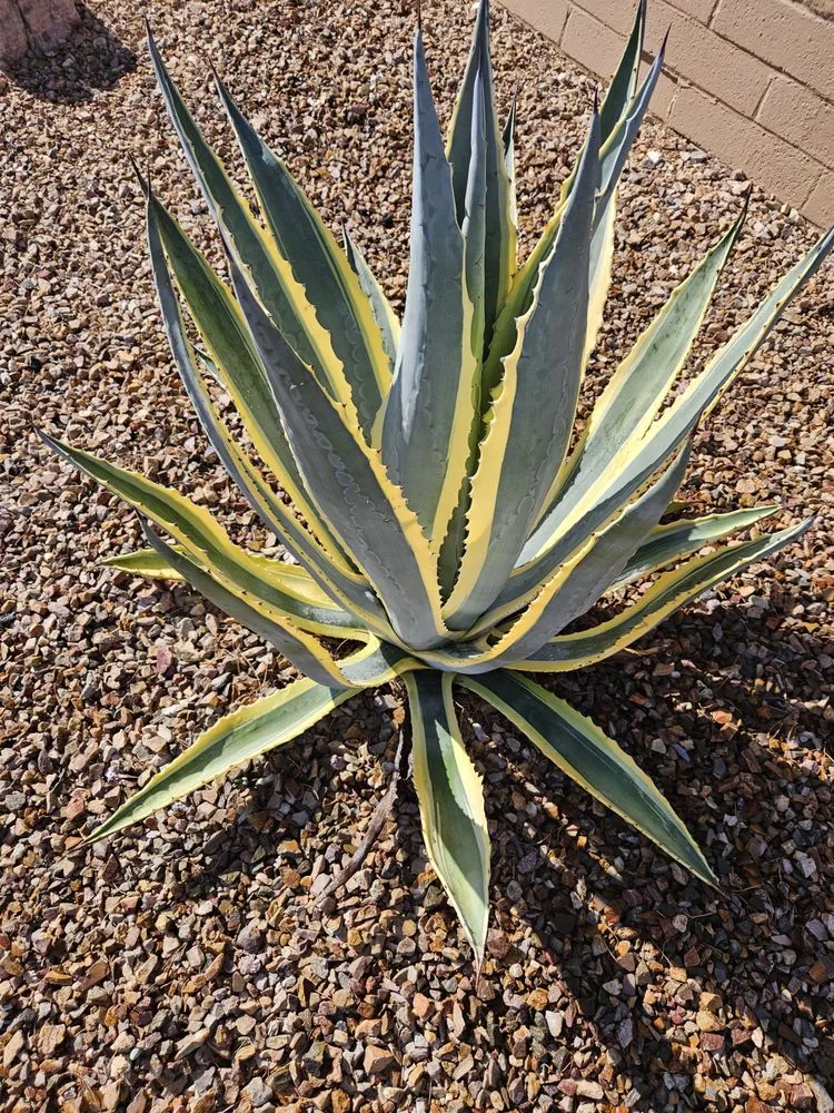 Affordable landscape installation for outdoor upgrades across Tucson, AZ - Hernandez Landscaping