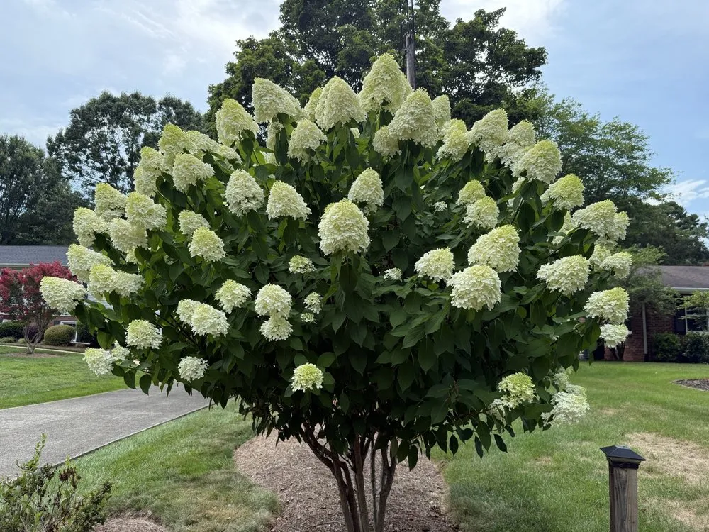 Local yard cleanup service in Winston Salem, NC - Hernandez Landscaping