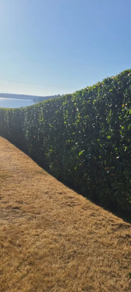 Professional lawn care service for outdoor upgrades in Graham, WA by Hernandez Lawn Care