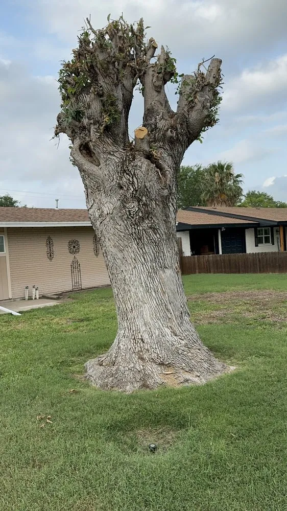 Local landscape installation experts serving McAllen, TX - Hernandez Lawn Care