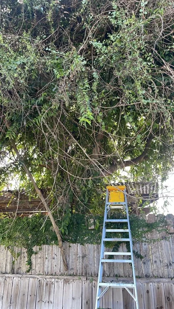 Affordable yard maintenance for beautiful yards in McAllen, TX by Hernandez Lawn Care