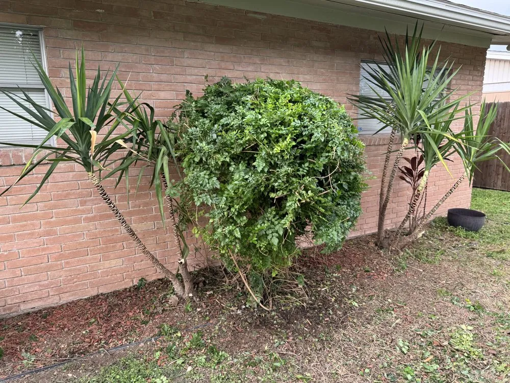 Top-rated lawn mowing service in McAllen, TX - Hernandez Lawn Care