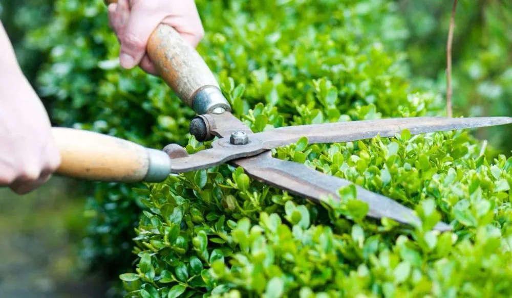 Expert lawn care service in McAllen, TX - Hernandez Lawn Care