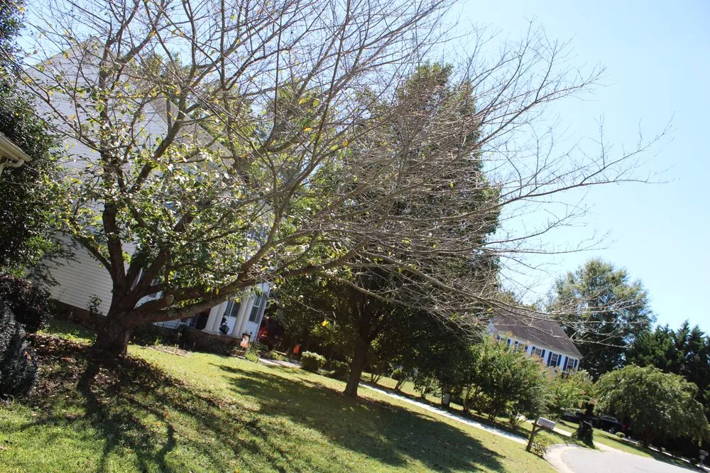 Affordable yard cleanup service in Princess Anne, MD by Hernandez Lawn Care