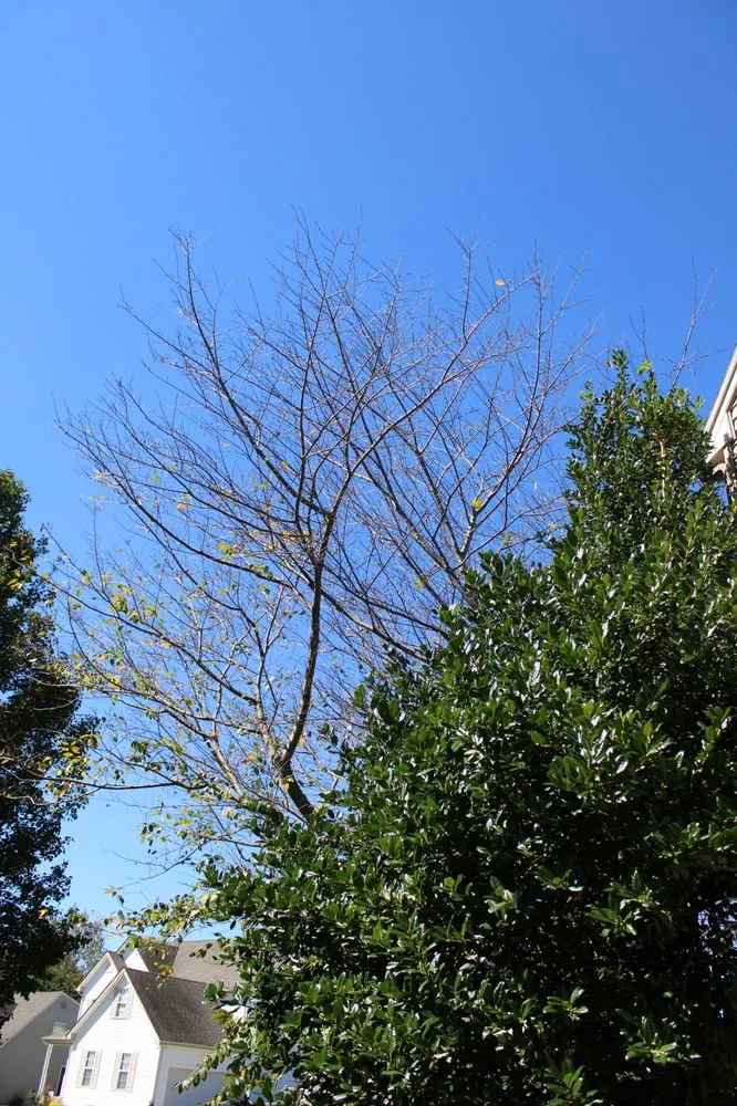 Local landscape design experts serving Princess Anne, MD - Hernandez Lawn Care