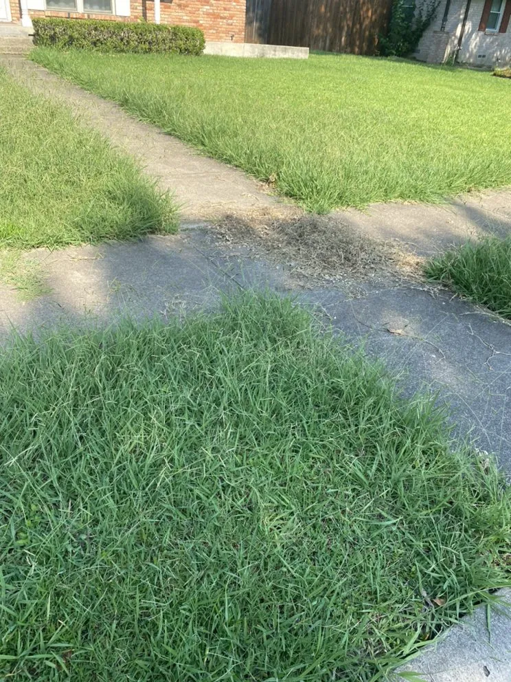 Top-rated lawn care service for outdoor upgrades in Dallas, TX by Hernandez Lawn Services