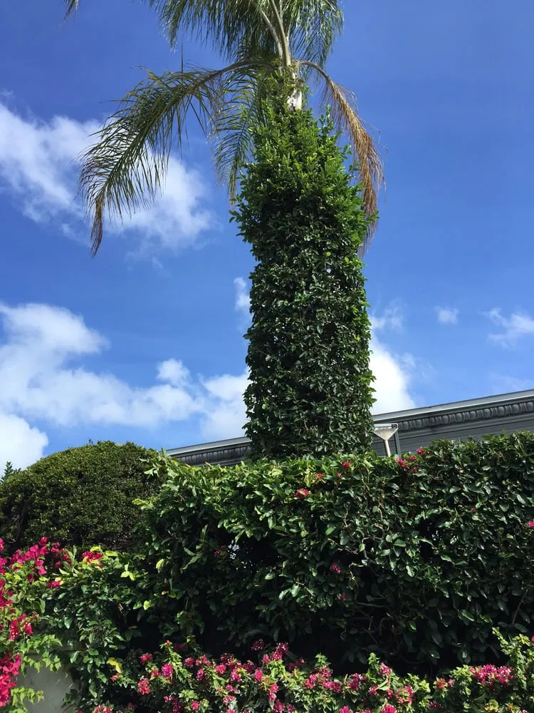 Top-rated yard maintenance experts serving Naples, FL - Hernandez Lawn Services