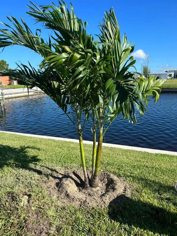 Trusted lawn mowing service for beautiful yards in Fort Myers, FL by Hernandez Lawncare & Lanscaping