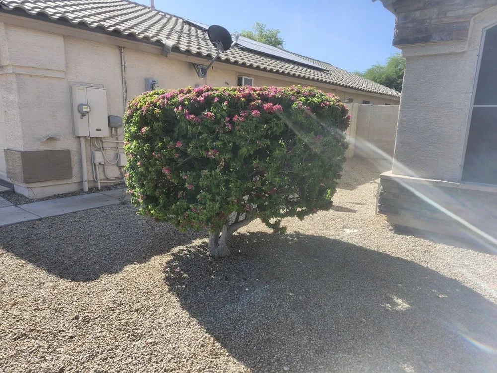 Expert residential landscaping near you across Avondale, AZ - Hernandez N Landscaping