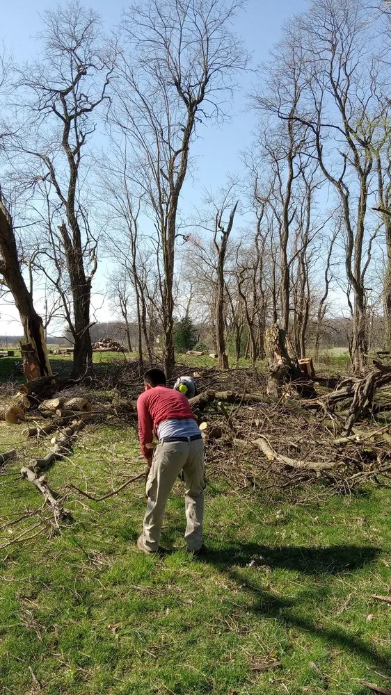 Expert lawn care service in Chicago, IL by Hernandez Professional Tree Service