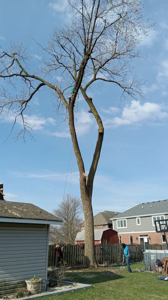 Reliable lawn care service in Chicago, IL by Hernandez Professional Tree Service