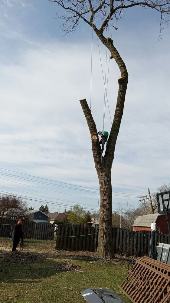 Affordable landscape installation experts serving Chicago, IL - Hernandez Professional Tree Service