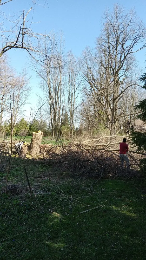 Top-rated lawn care service in Chicago, IL - Hernandez Professional Tree Service