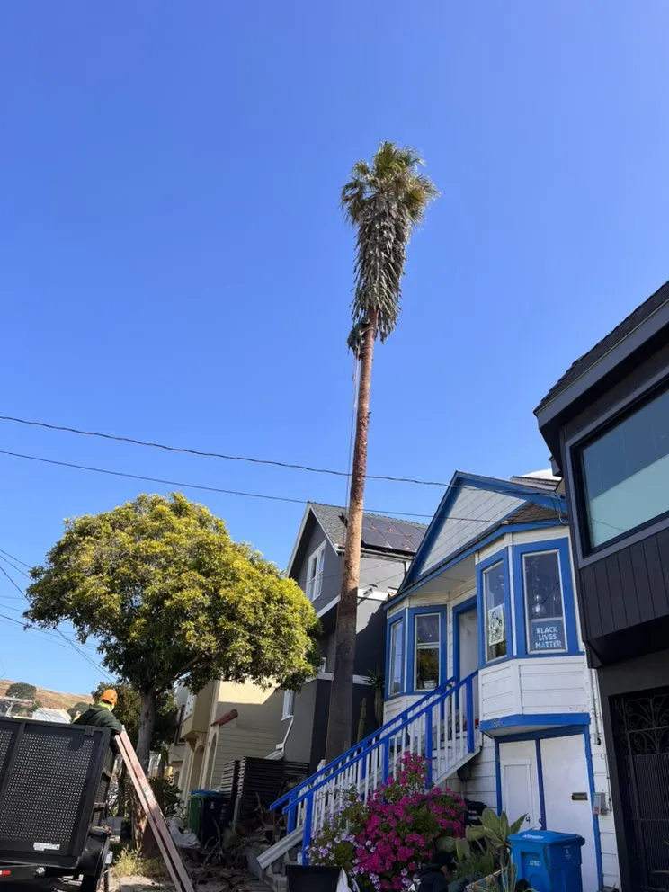 Expert outdoor landscaping in Menlo Park, CA by Hernandez Tree and Garden Service