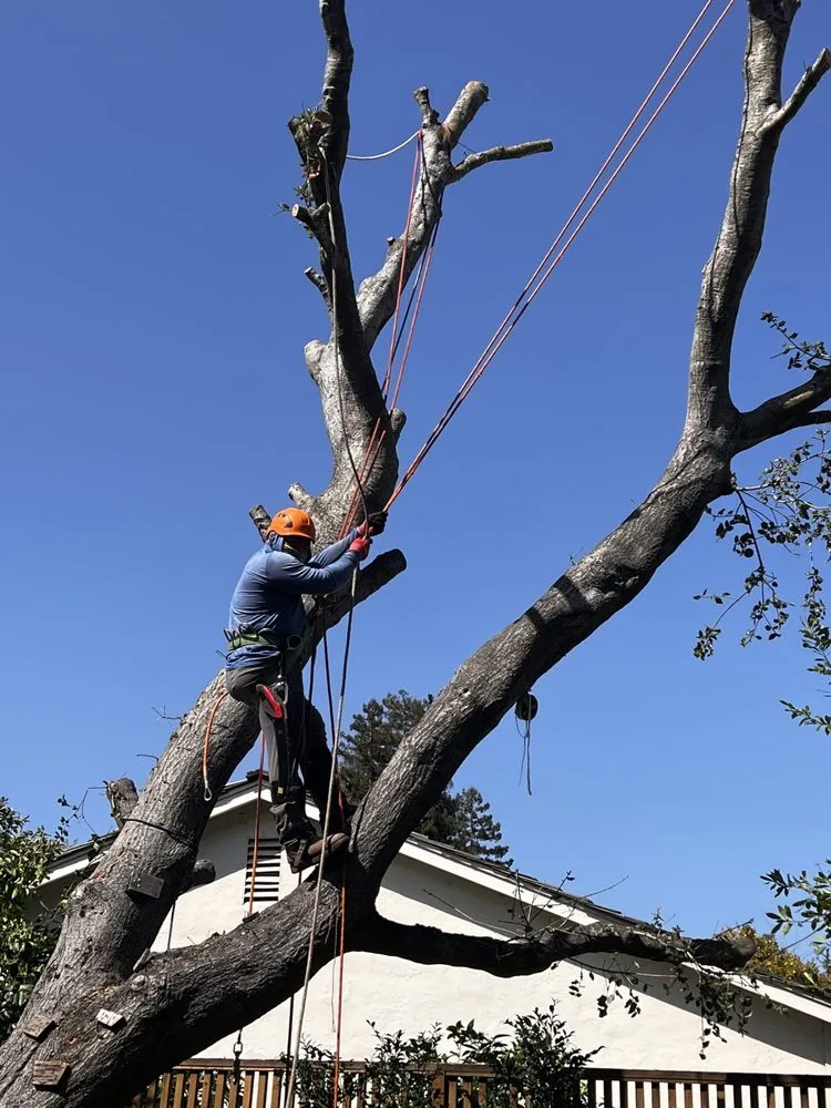 Affordable landscape installation in Menlo Park, CA by Hernandez Tree and Garden Service