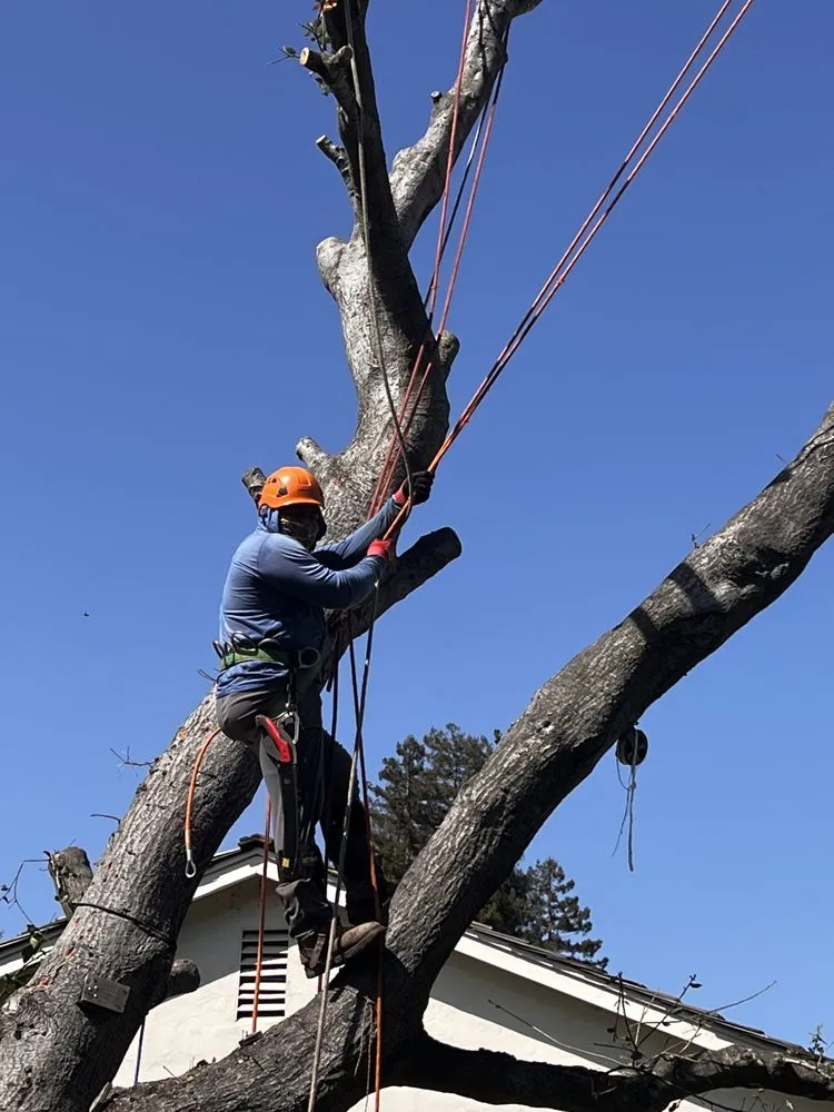 Top-rated landscape installation in Menlo Park, CA - Hernandez Tree and Garden Service