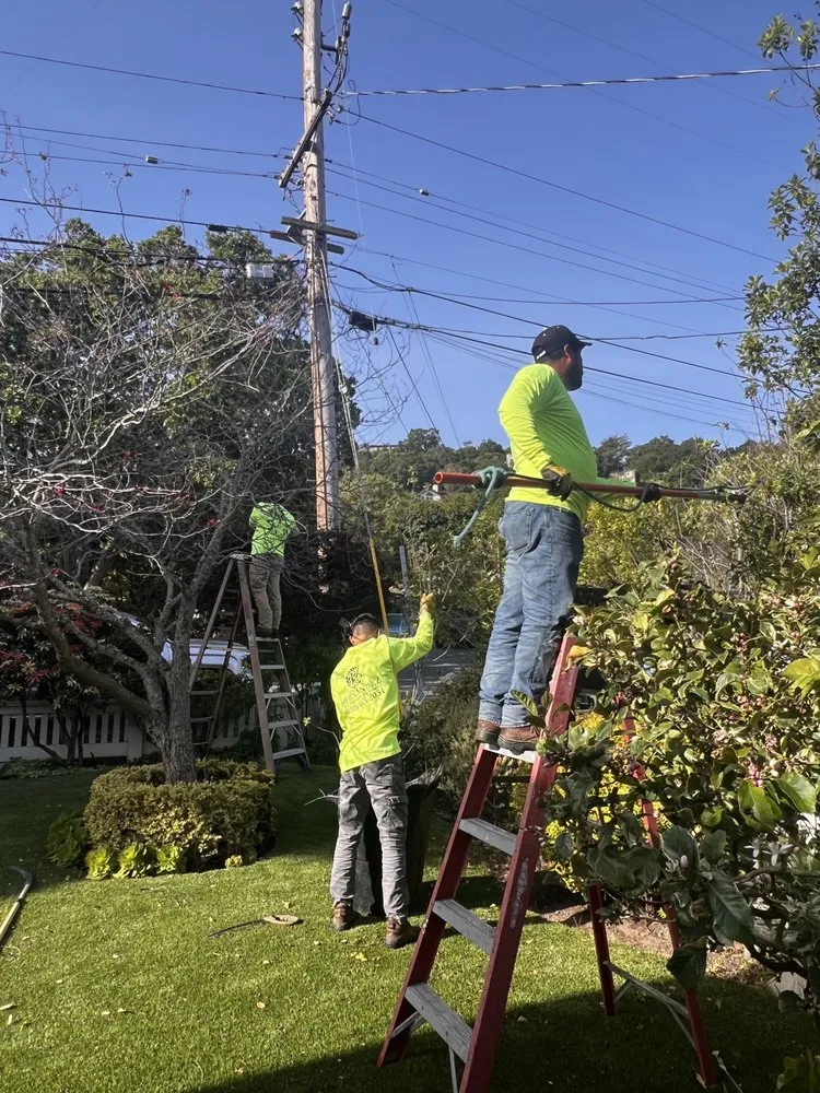 Top-rated lawn care service with custom design in Menlo Park, CA by Hernandez Tree and Garden Service