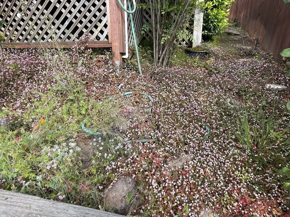 Reliable landscaping services for beautiful yards across Menlo Park, CA - Hernandez Tree and Garden Service