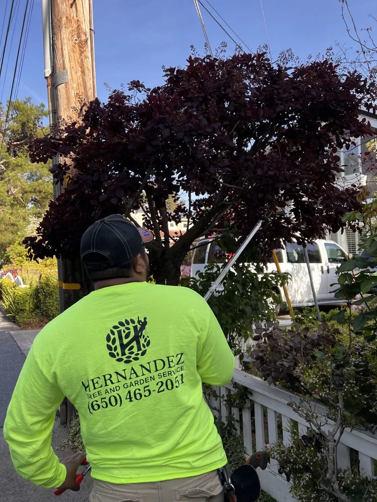 Local garden landscaping in Menlo Park, CA - Hernandez Tree and Garden Service
