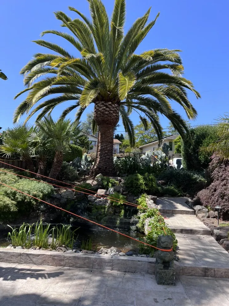 Affordable yard maintenance for homes in Menlo Park, CA by Hernandez Tree and Garden Service