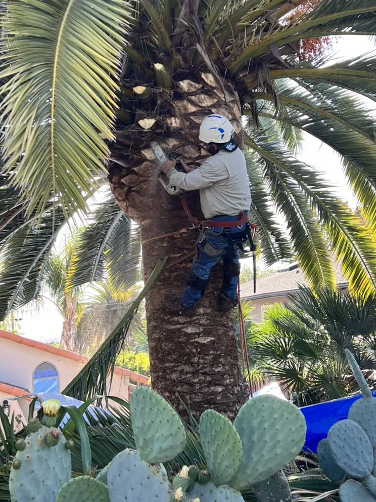 Top-rated garden landscaping for beautiful yards in Menlo Park, CA by Hernandez Tree and Garden Service