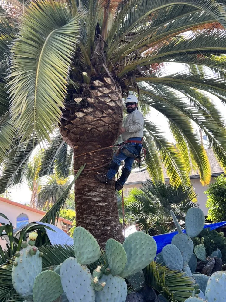 Expert yard maintenance experts serving Menlo Park, CA - Hernandez Tree and Garden Service