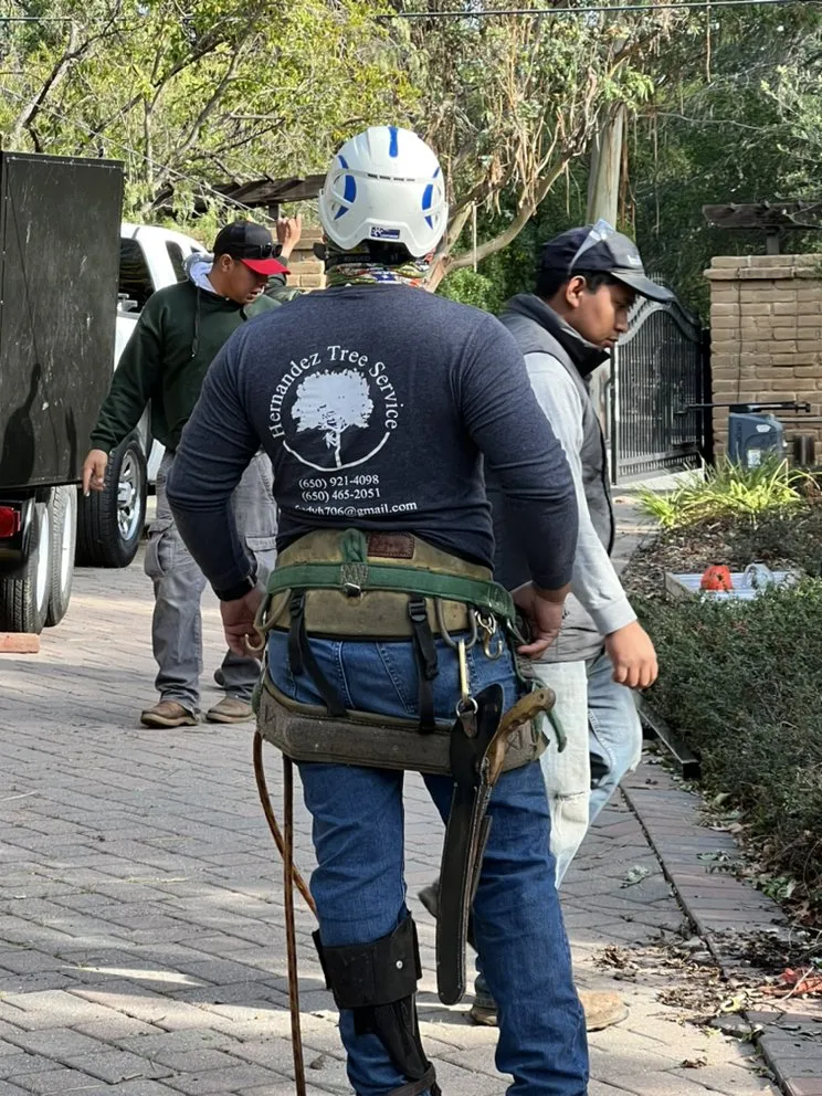 Trusted yard maintenance for residential properties in Menlo Park, CA by Hernandez Tree and Garden Service