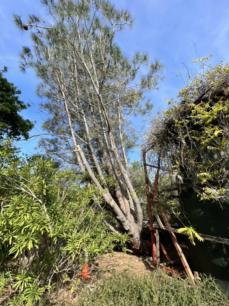 Top-rated outdoor landscaping in Menlo Park, CA by Hernandez Tree and Garden Service