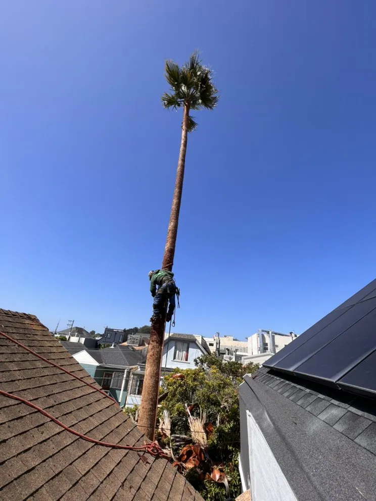 Affordable landscape design experts serving Menlo Park, CA - Hernandez Tree and Garden Service